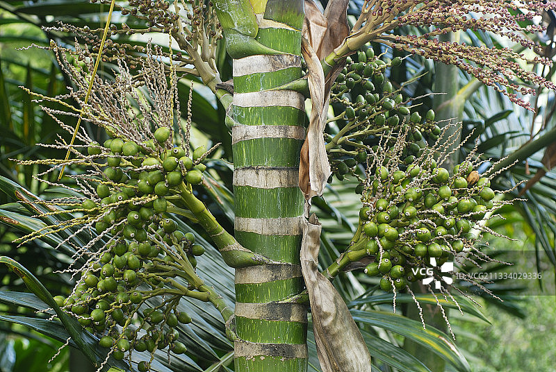 新喀里多尼亚棕榈的果实图片素材