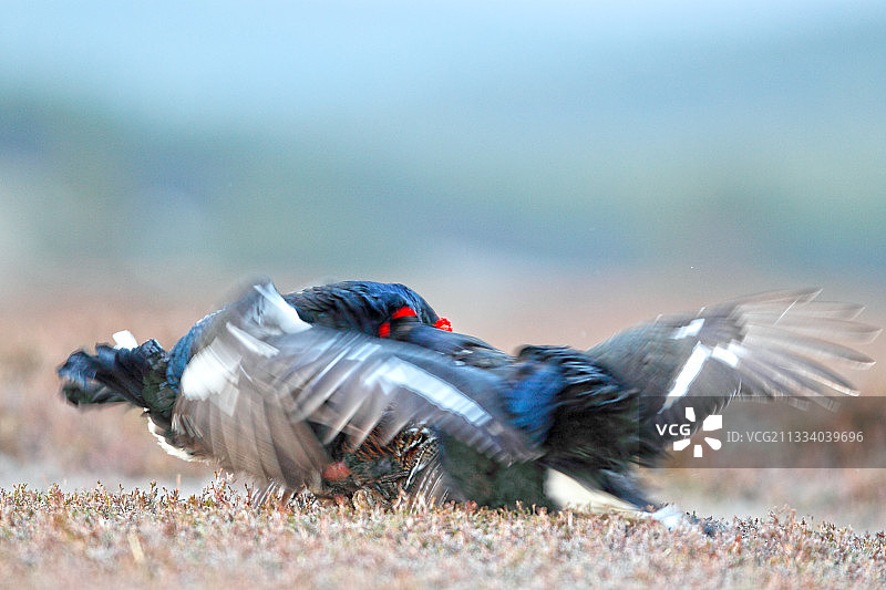 雄性黑松鸡与一只雌性苏格兰春天交配图片素材