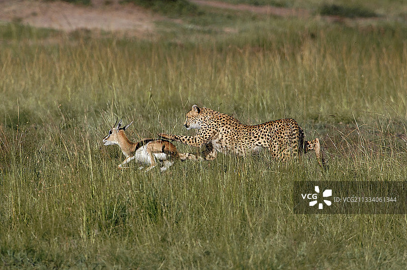 猎豹捕捉羚羊肯尼亚汤姆逊马赛马拉图片素材
