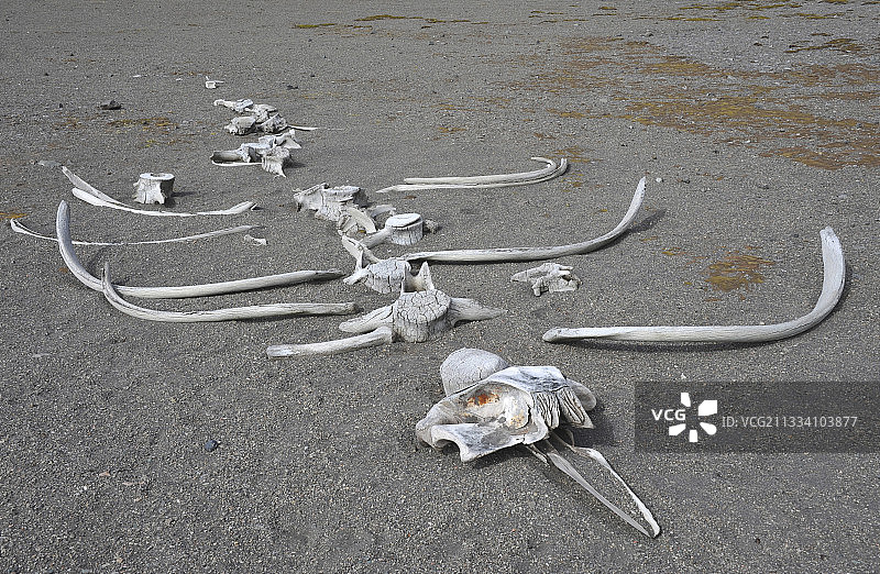 南设得兰群岛沙滩上的鲸鱼骨架图片素材