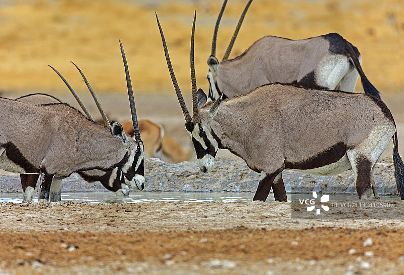 在纳米比亚Etosha的一个水坑里喝水的Gemsboks图片素材