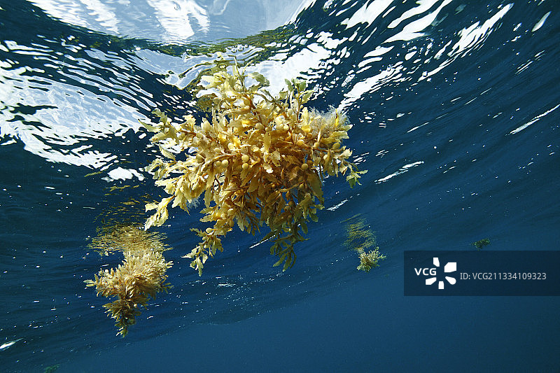 马尾藻漂浮在墨西哥表面图片素材