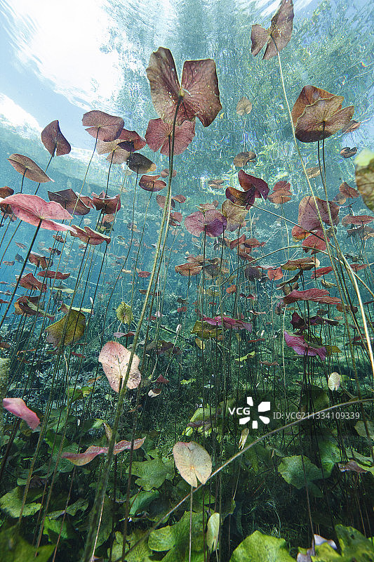 在洗车坑(墨西哥阿克顿哈)的水面下发现这种睡莲做的水下花园是令人惊讶的。美丽的光使颜色如此明亮，看起来就像天堂……图片素材