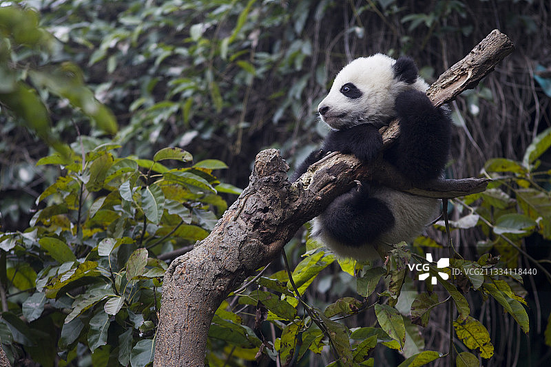 熊猫年龄:6个月图片素材