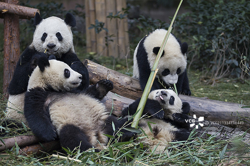熊猫幼崽年龄:1岁半图片素材