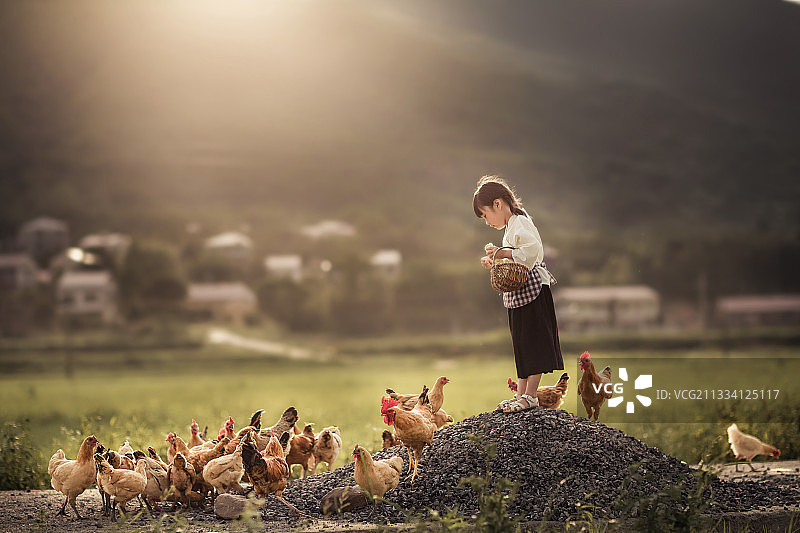 夏天的傍晚一个小女孩在田园里喂鸡图片素材