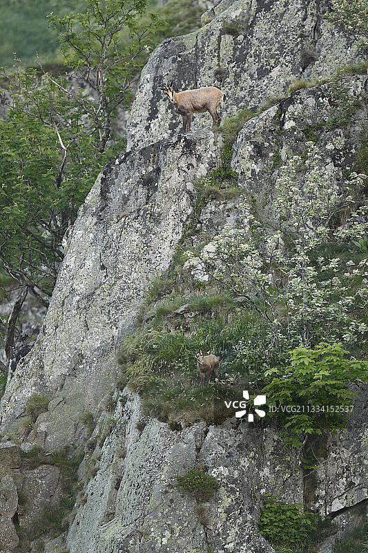 岩羚羊和年轻的悬崖-孚日山脉的霍内克法国图片素材