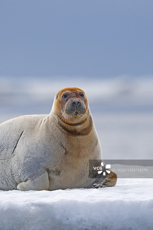在冰上休息的鬃海豹-美国阿拉斯加州Barter岛图片素材