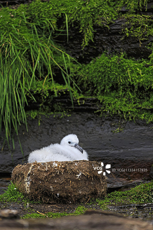 在福克兰群岛筑巢的黑眉信天翁幼雏图片素材
