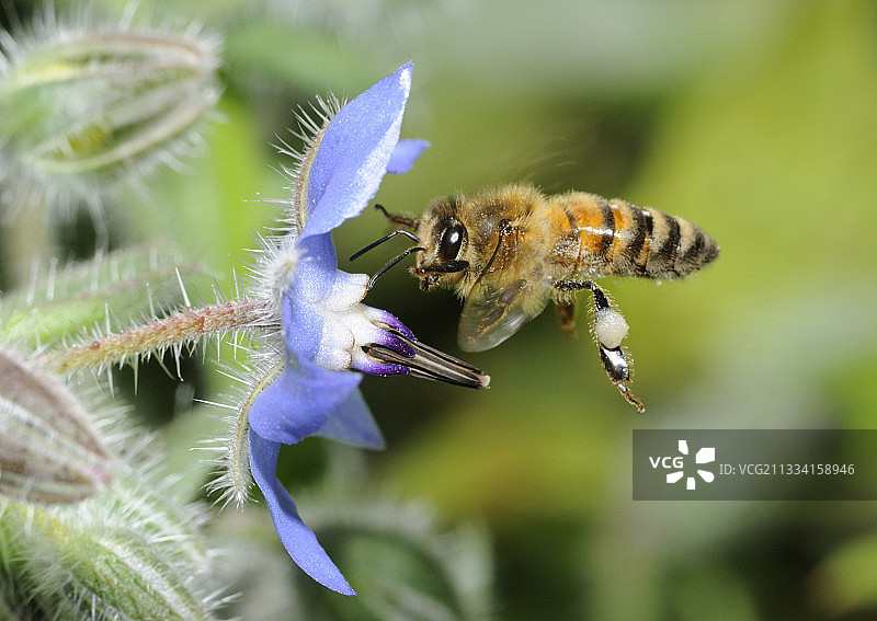 法国孚日北部琉璃花上的蜜蜂图片素材