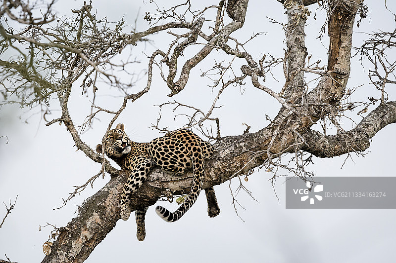 豹躺在树上-克鲁格南非图片素材