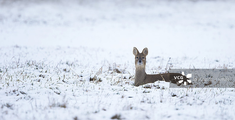 中国水鹿在冬天躺在雪地里图片素材