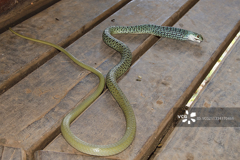 斑点灌木蛇吃青蛙-克鲁格南非图片素材