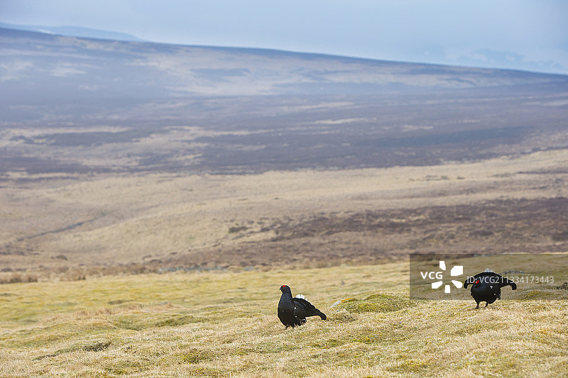 苏格兰春季的雄性黑松鸡图片素材