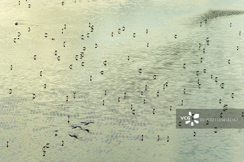 肯尼亚马加迪湖的小火烈鸟图片素材