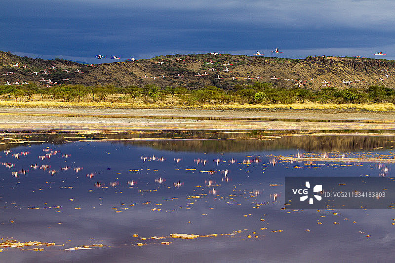 小火烈鸟在飞行-肯尼亚马加迪湖图片素材