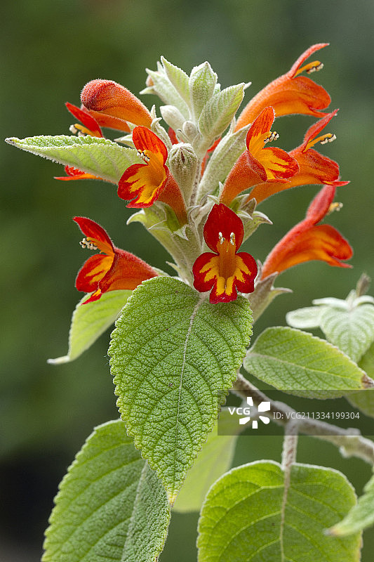 喜马拉雅薄荷（Colquhounia coccinea）图片素材