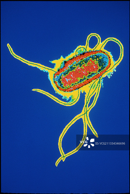 大肠杆菌染色透射电镜研究图片素材