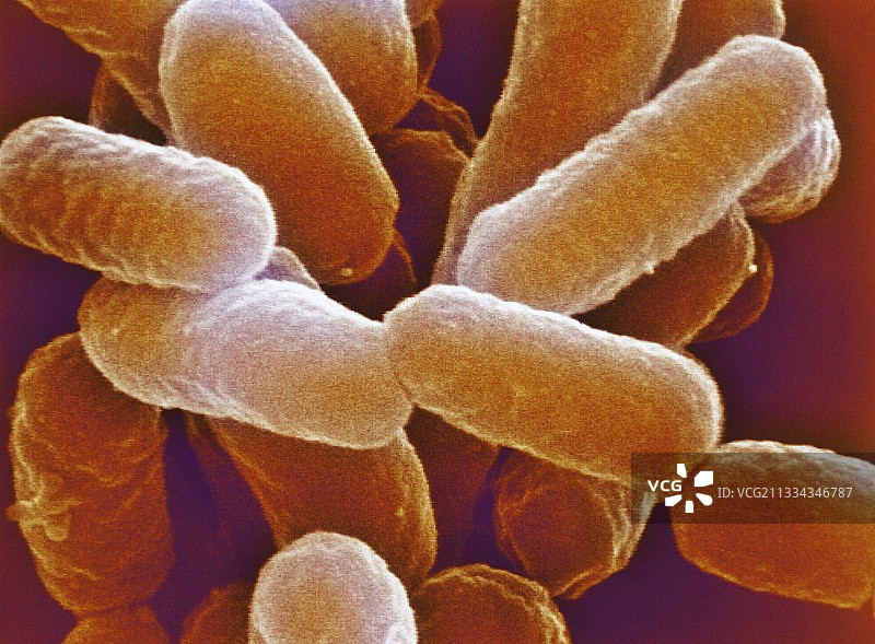 大肠杆菌0157:H7细菌图片素材