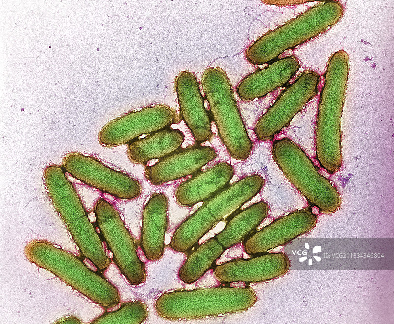 大肠杆菌图片素材