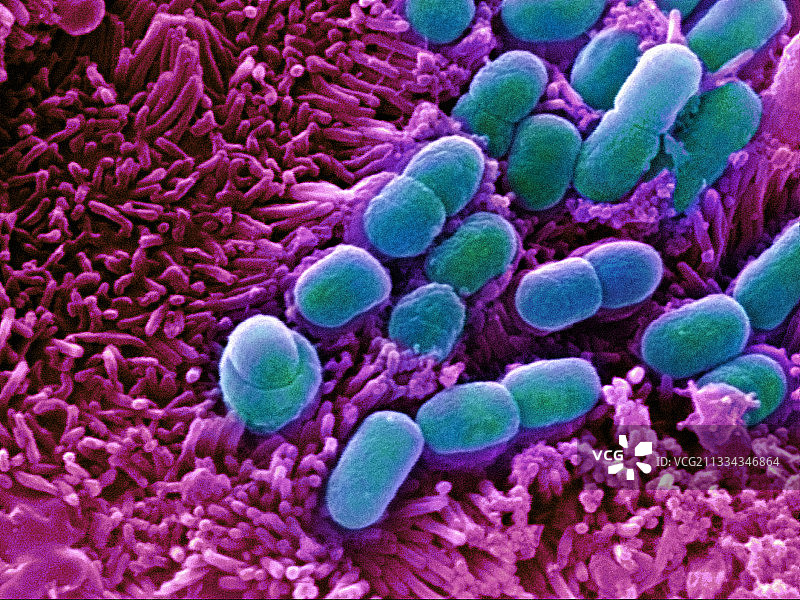 大肠杆菌，SEM图片素材