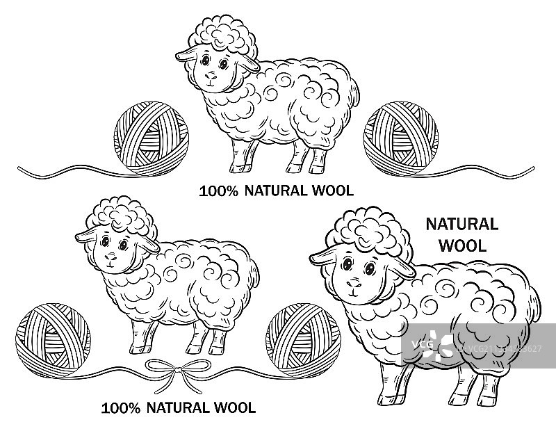 美利奴羊天然羊毛，用于编织母羊纱线图片素材