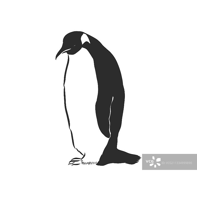 手绘企鹅企鹅素描图片素材