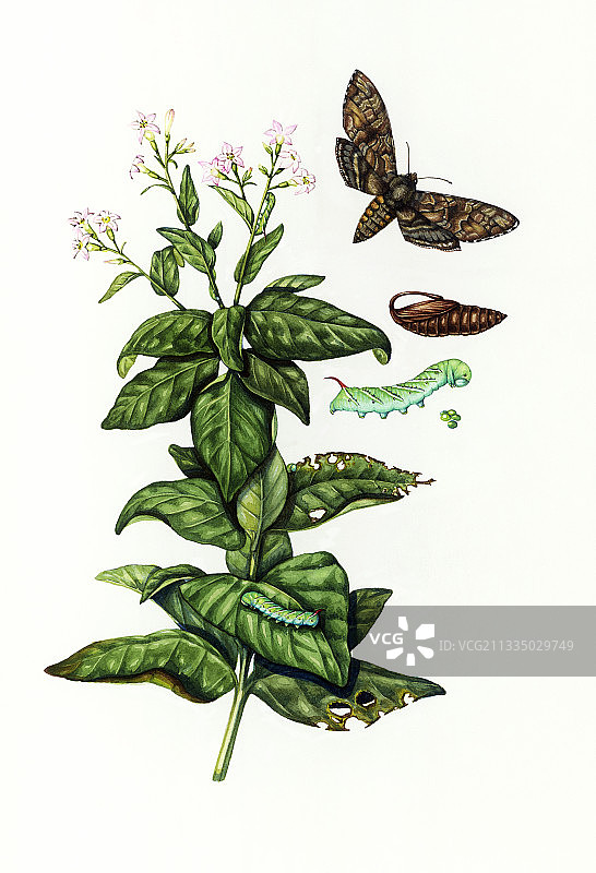 烟草角虫与烟草植物图片素材