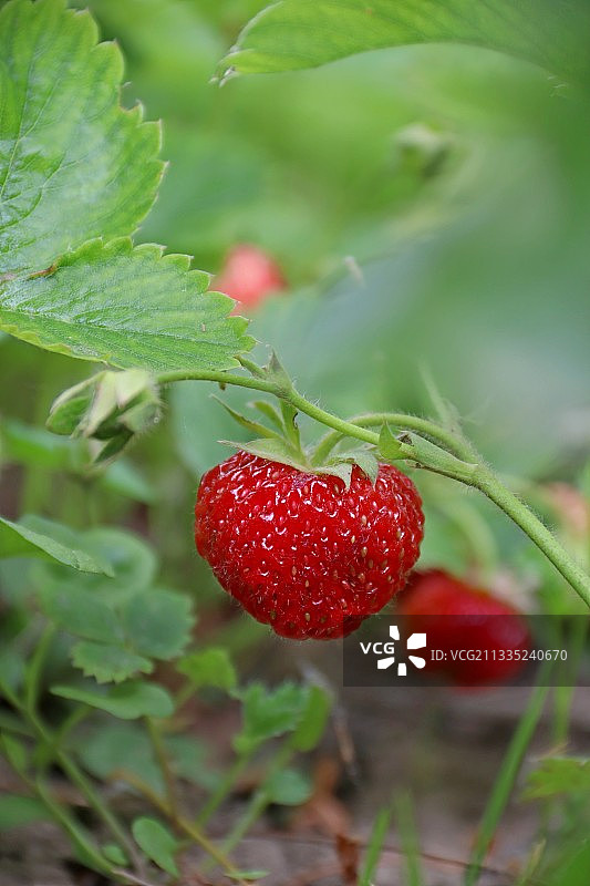 特写草莓生长在植物，Gyula，匈牙利图片素材