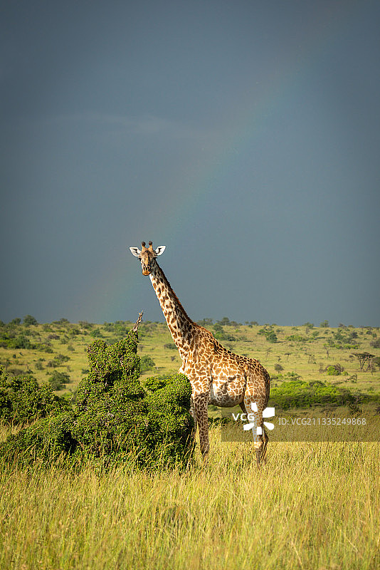 肯尼亚，马赛马拉，纳洛克，马赛长颈鹿站在彩虹下的灌木丛旁图片素材