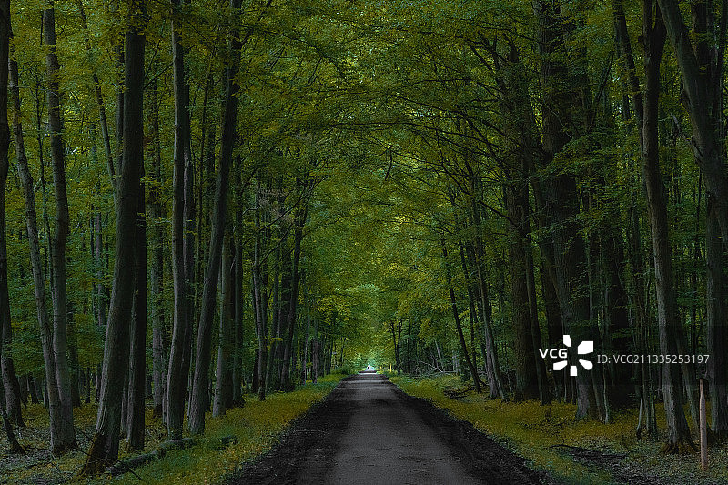 空旷的道路在树林中图片素材