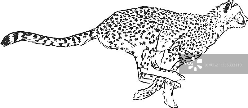 奔跑的非洲野猫猎豹素描图片素材