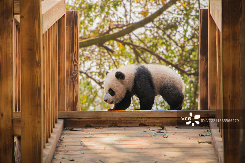 幼年大熊猫图片素材