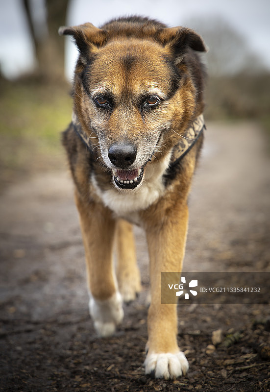 狗站在路上的肖像，基尔，德国图片素材