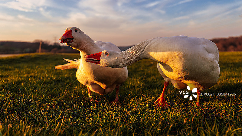日落时分，德国维尔伯特兰根堡田野上的两只鹅图片素材