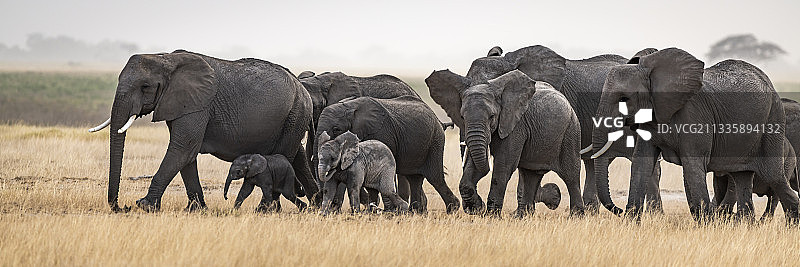 肯尼亚安博塞利国家公园，一只非洲象在非洲平原上吃草图片素材