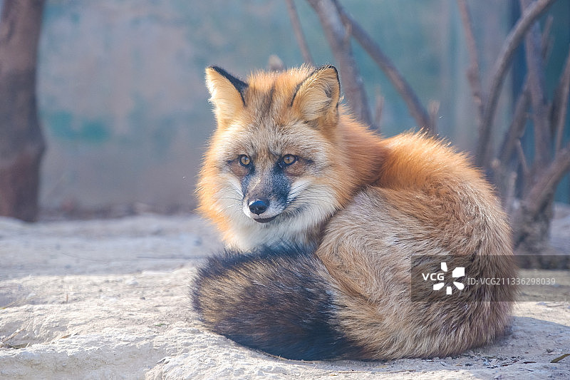 冬日北京动物园赤狐图片素材