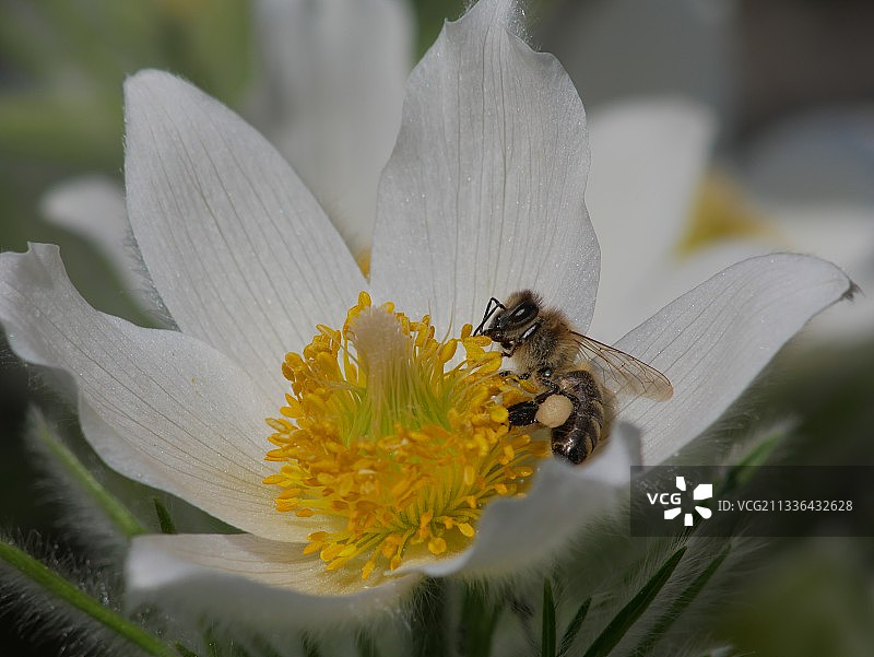 蜜蜂在花上授粉的特写图片素材