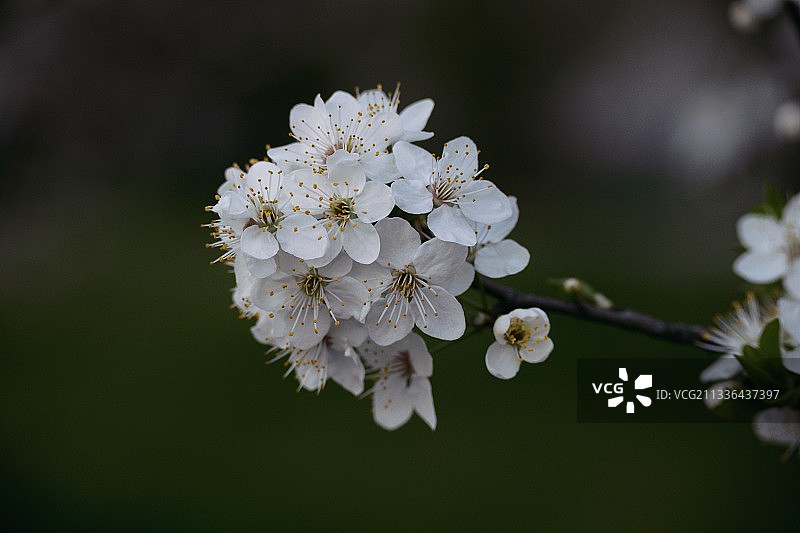 特写的白色樱花在春天，乌克兰图片素材