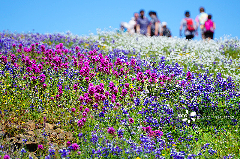 美国加州桌山，紫色开花植物对天空的田野特写图片素材