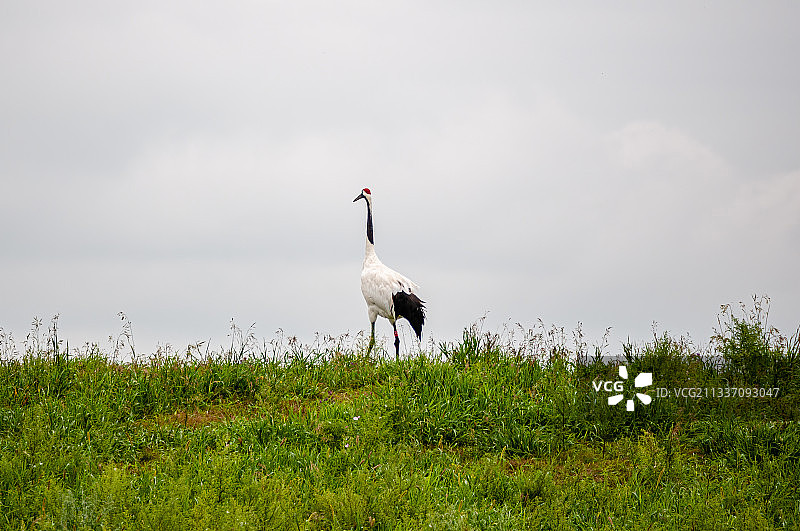 湿地上一只丹顶鹤侧影特写图片素材