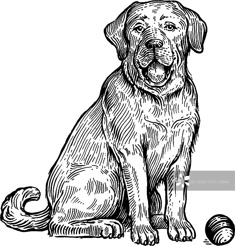 拉布拉多是一只叼着球的狗图片素材