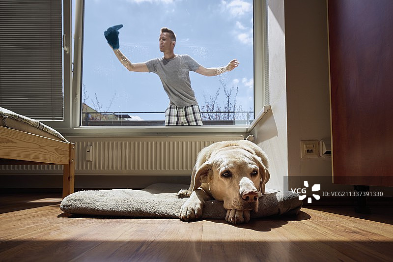 狗在狗的床上休息，人在打扫窗户图片素材