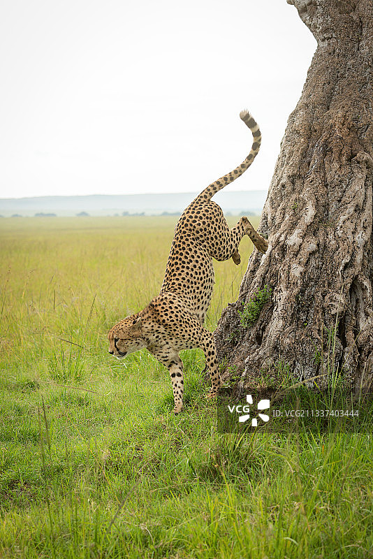 猎豹从草原的树上跳下，肯尼亚Koyaki图片素材
