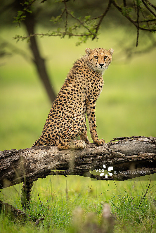 肯尼亚，Koyaki，一只小猎豹坐在原木上注视着摄像机图片素材