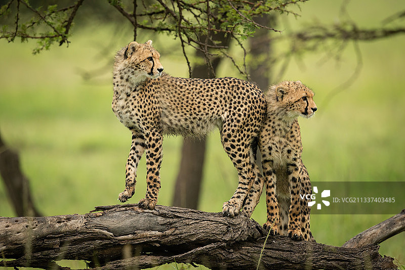 肯尼亚，马赛马拉，纳洛克，一只小猎豹和另一只站在原木上图片素材