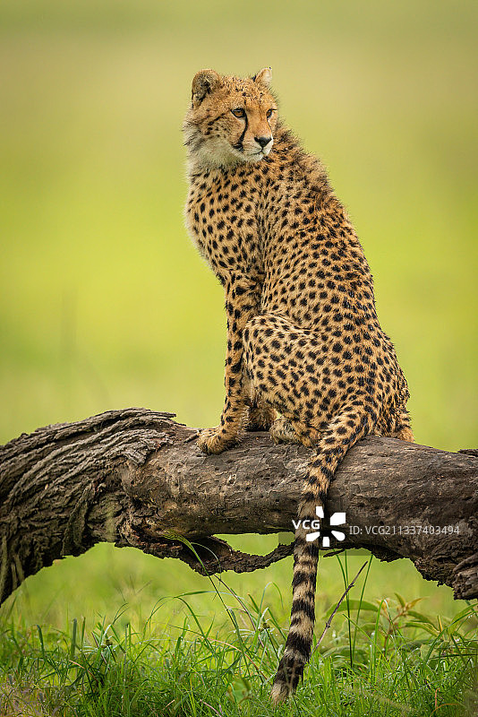 肯尼亚，Koyaki，一只小猎豹坐在原木上四处张望图片素材