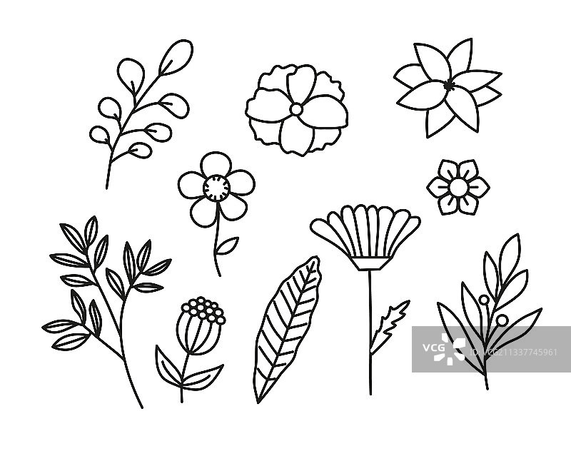 集手绘花和叶的新设计图片素材