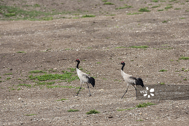 四川若尔盖黑颈鹤国家级保护区图片素材