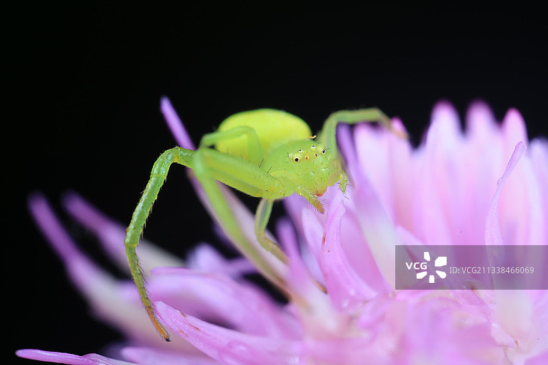 绿色蟹蛛在大蓟花朵上图片素材